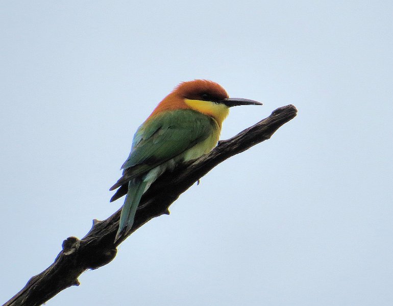 G (45) Chestnut-crested Bee-eater - Yala NP.JPG